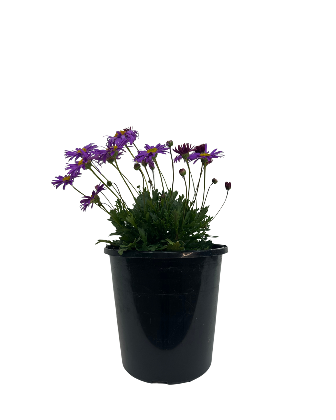 Brachyscome Fresco Purple
