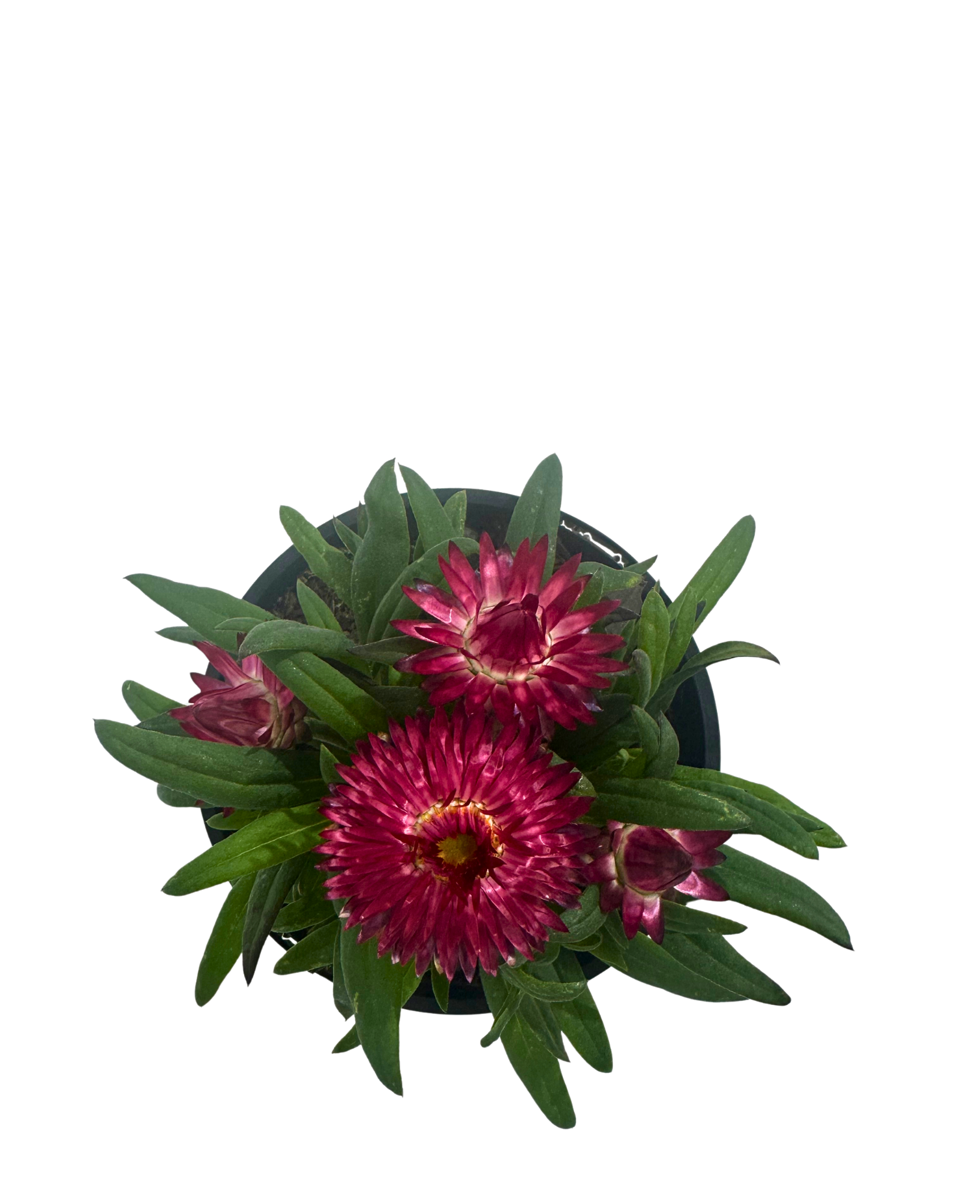 Bracteantha Mohave Fire Red
