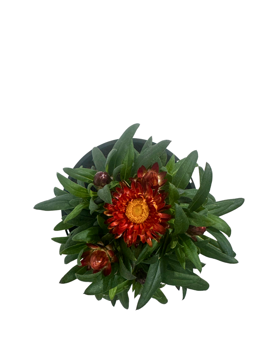 Bracteantha Mohave Purple Red