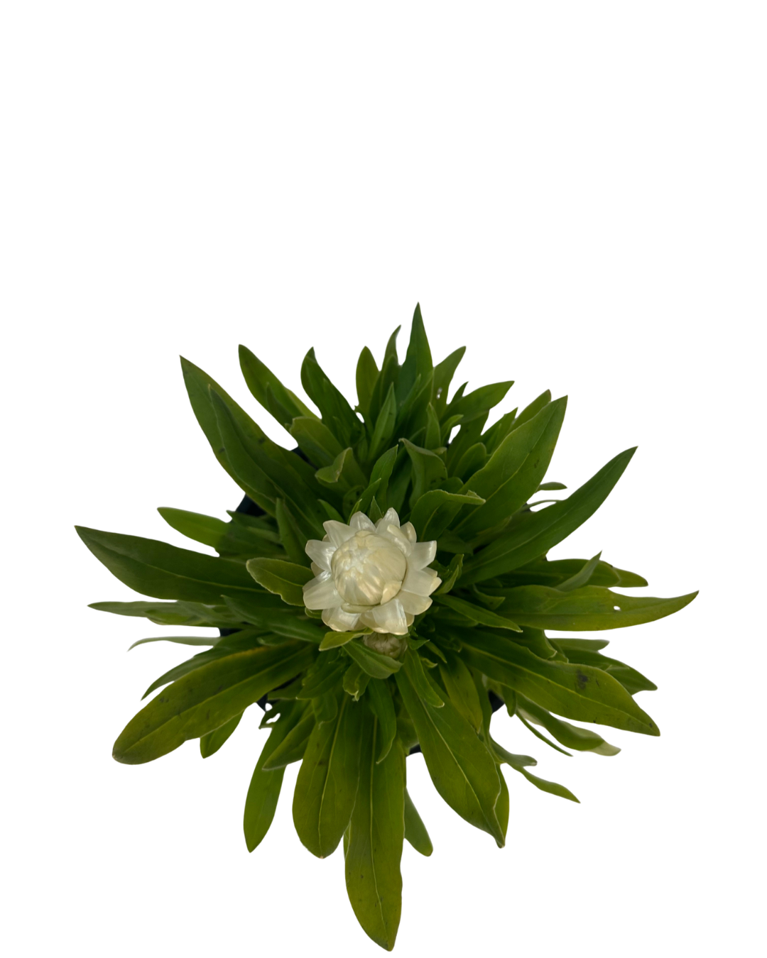 Bracteantha Pure White