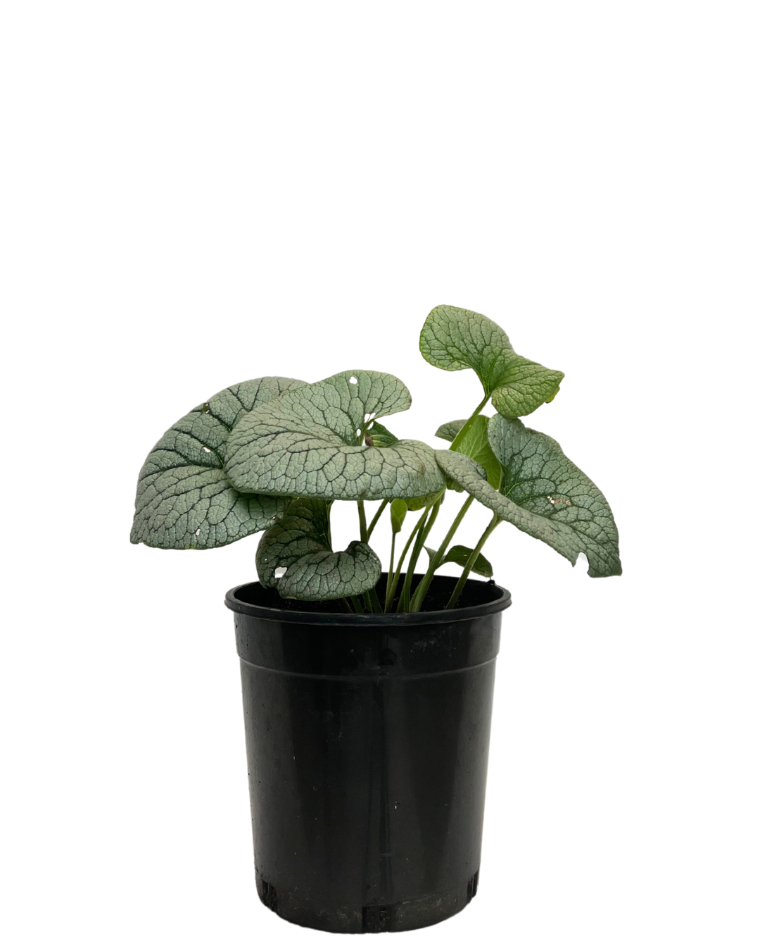 Brunnera Stirling Silver