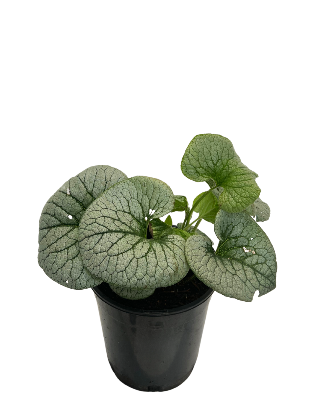 Brunnera Stirling Silver