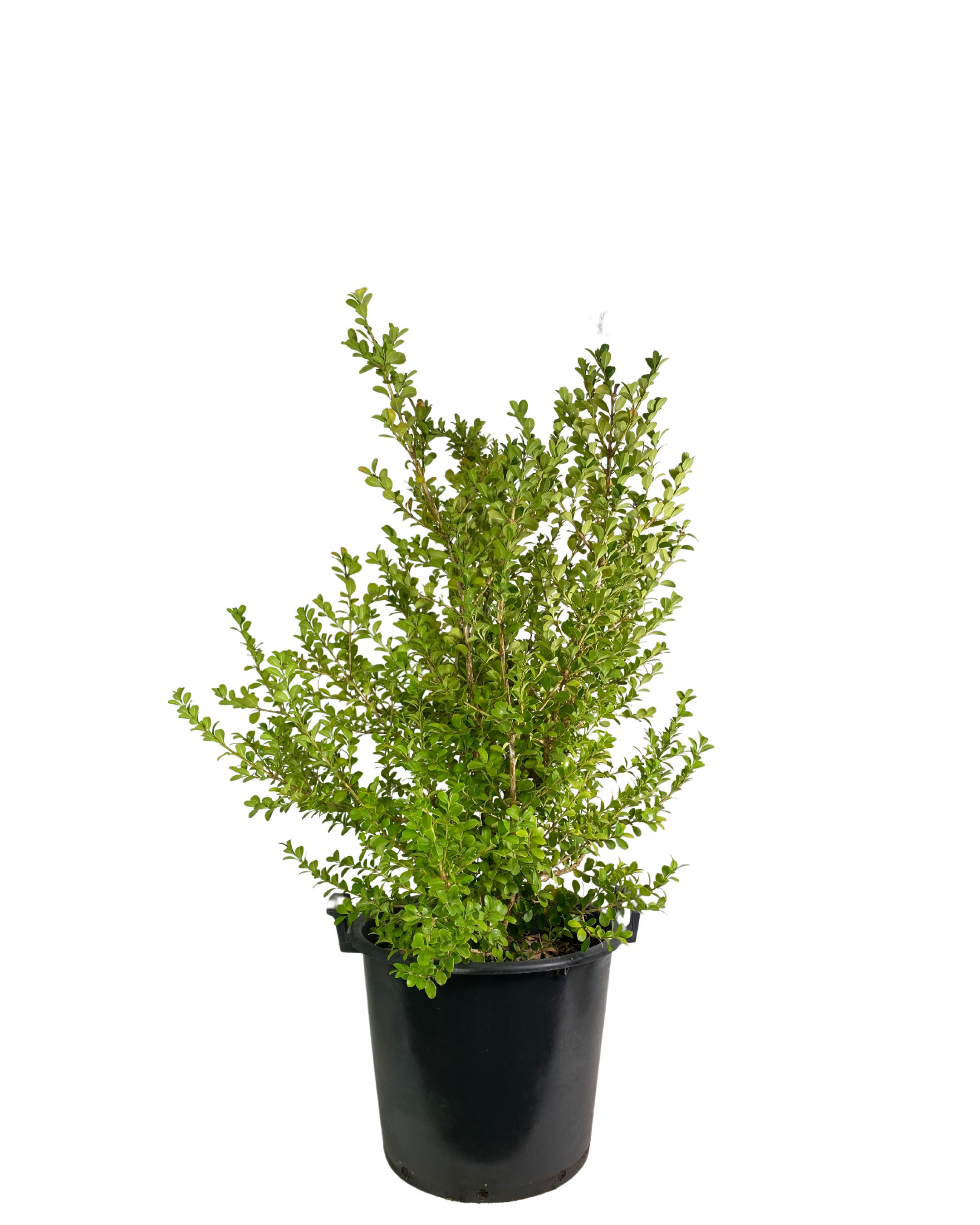 Japanese Box - Buxus Microphylla Japonica