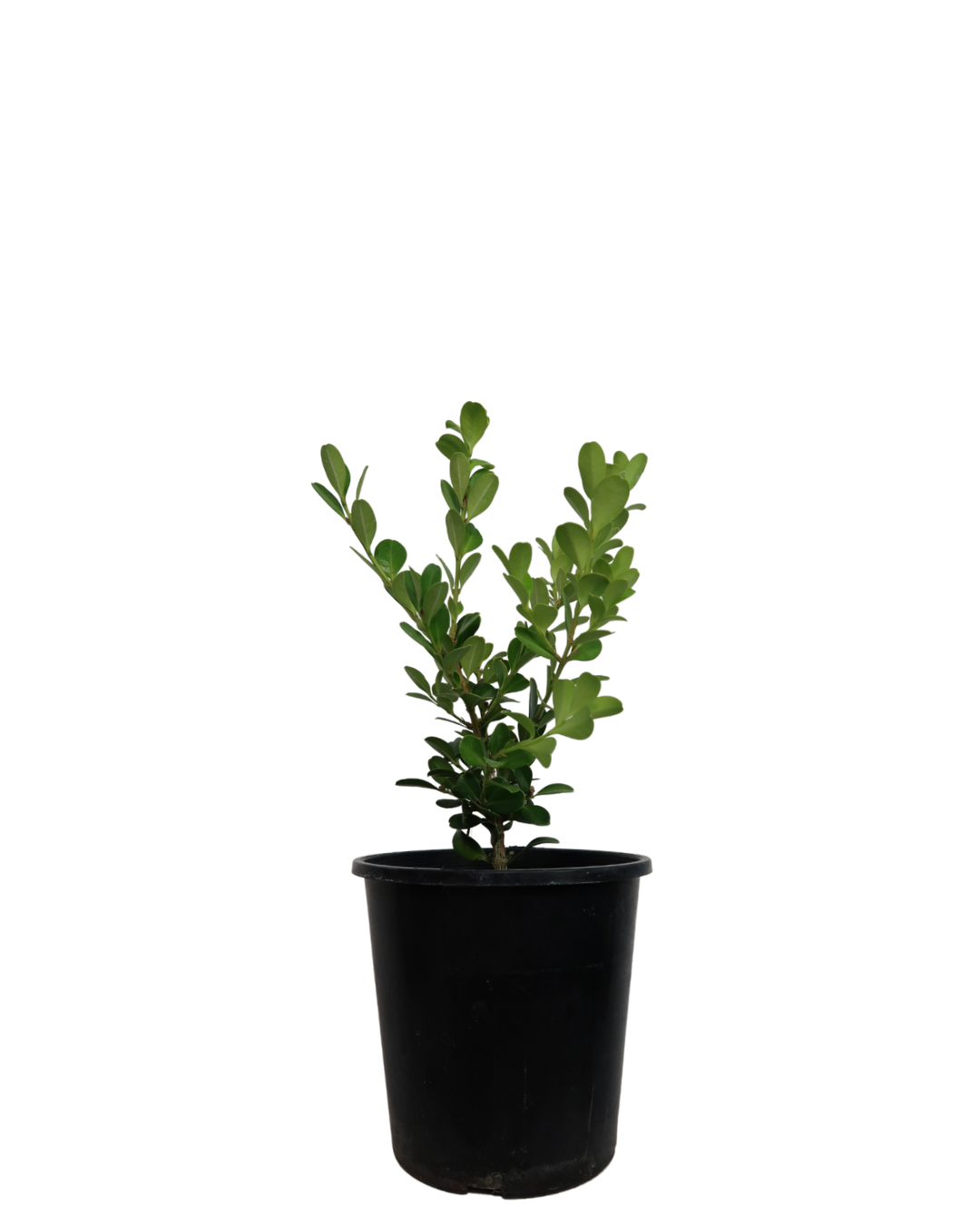 Japanese Box - Buxus Microphylla Japonica