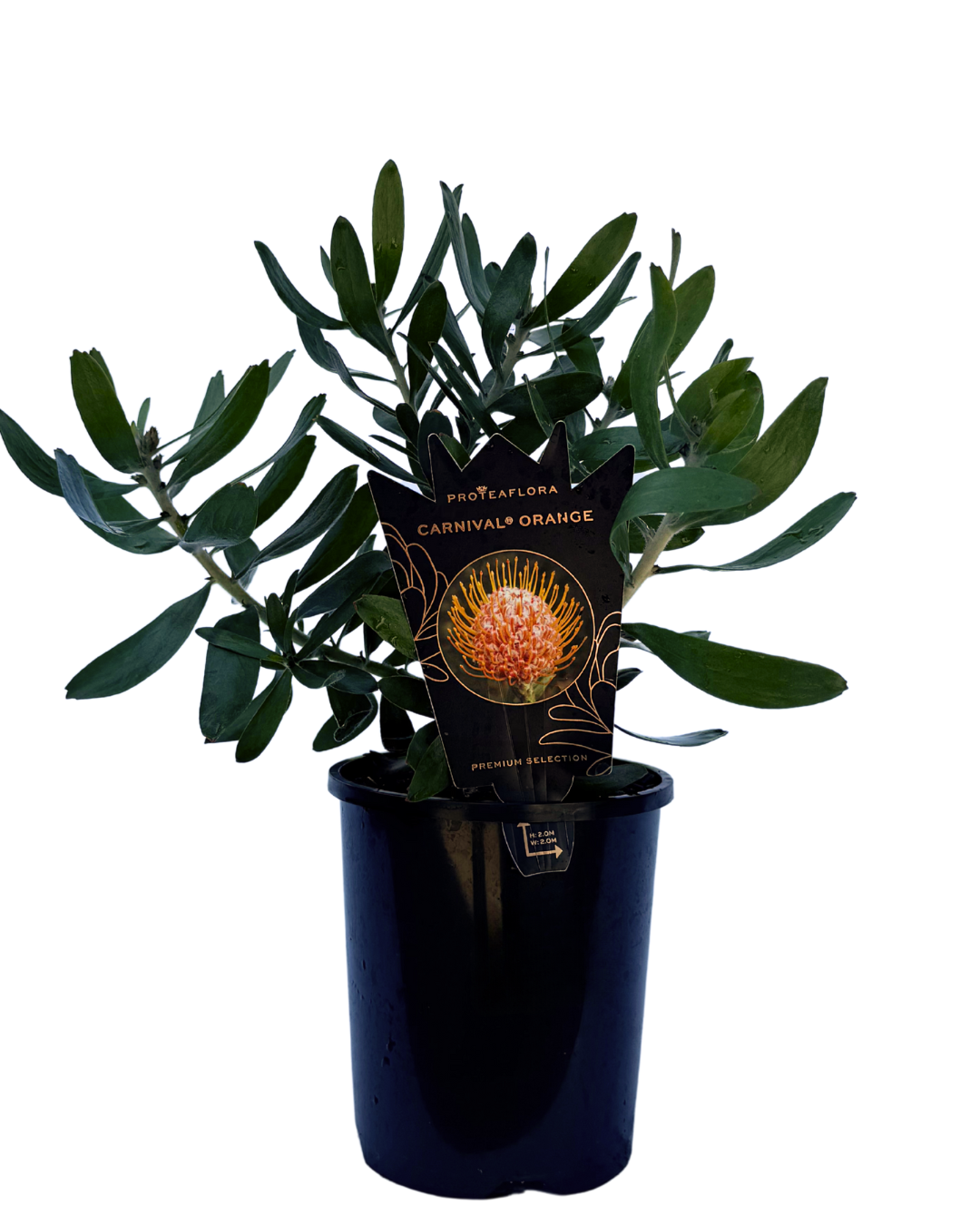 Leucospermum Carnivale Orange