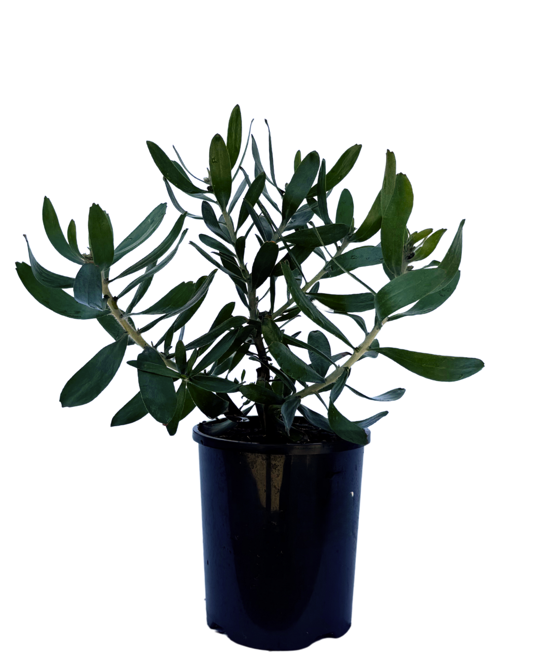 Leucospermum Carnivale Orange