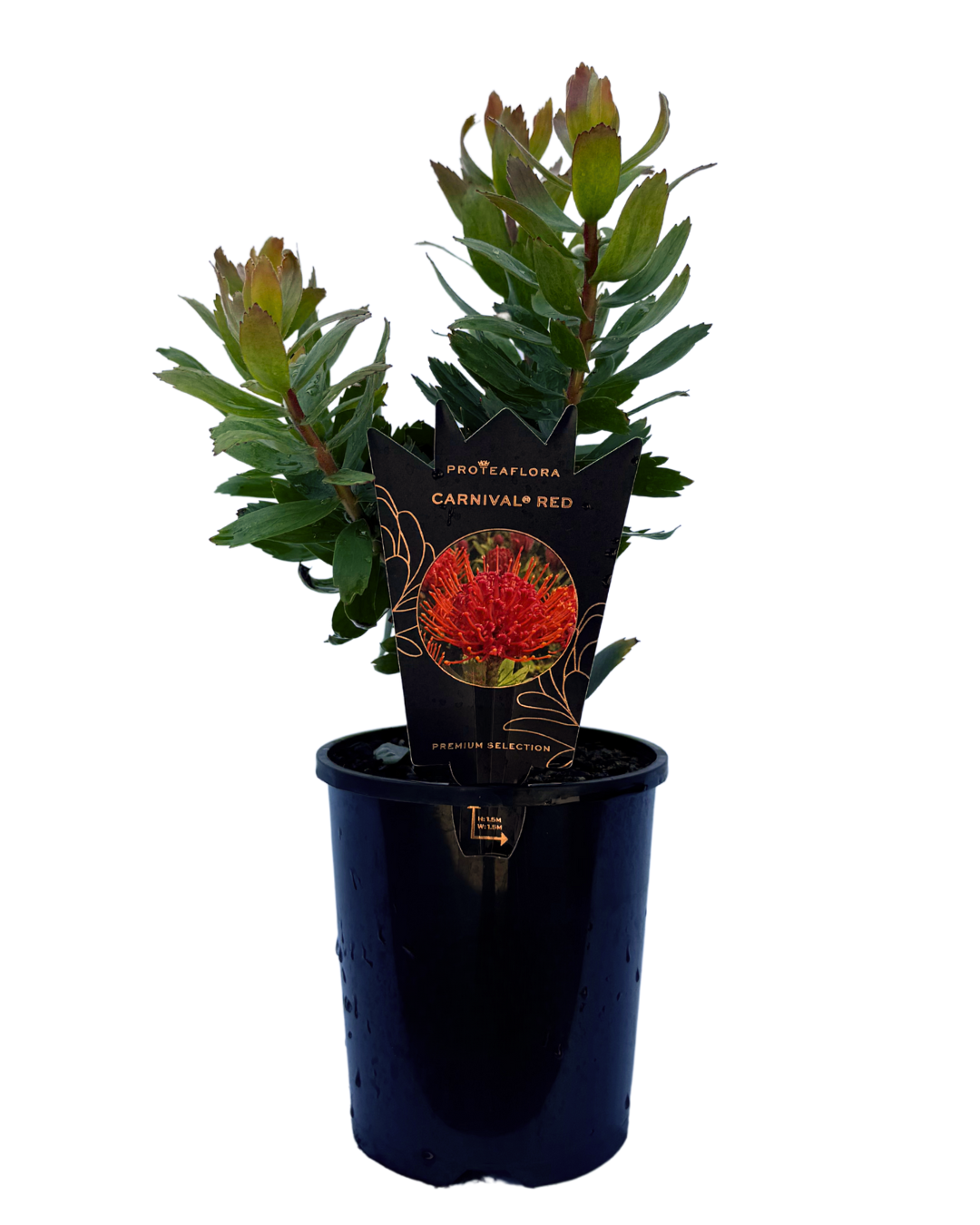 Leucospermum Carnivale Red