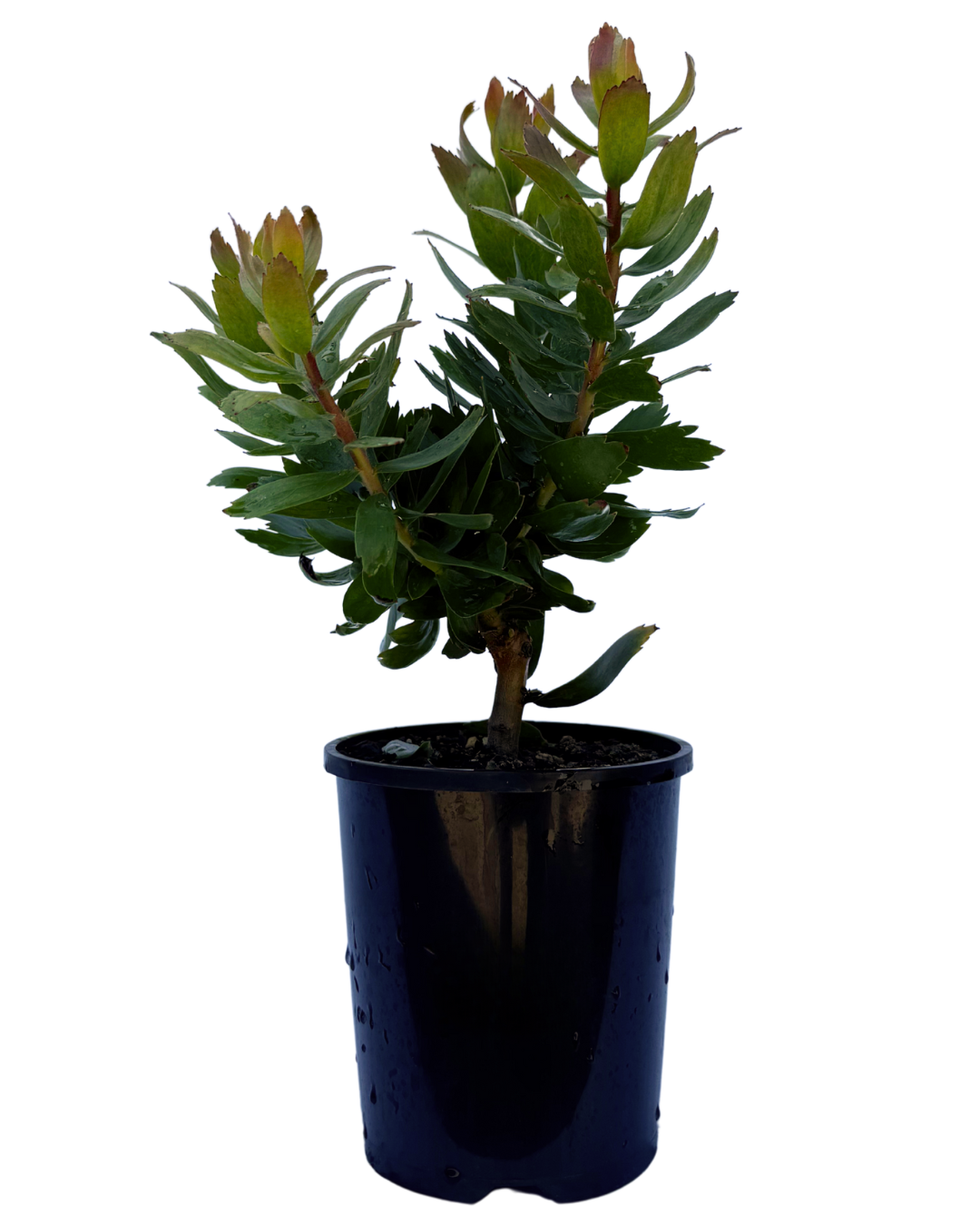 Leucospermum Carnivale Red