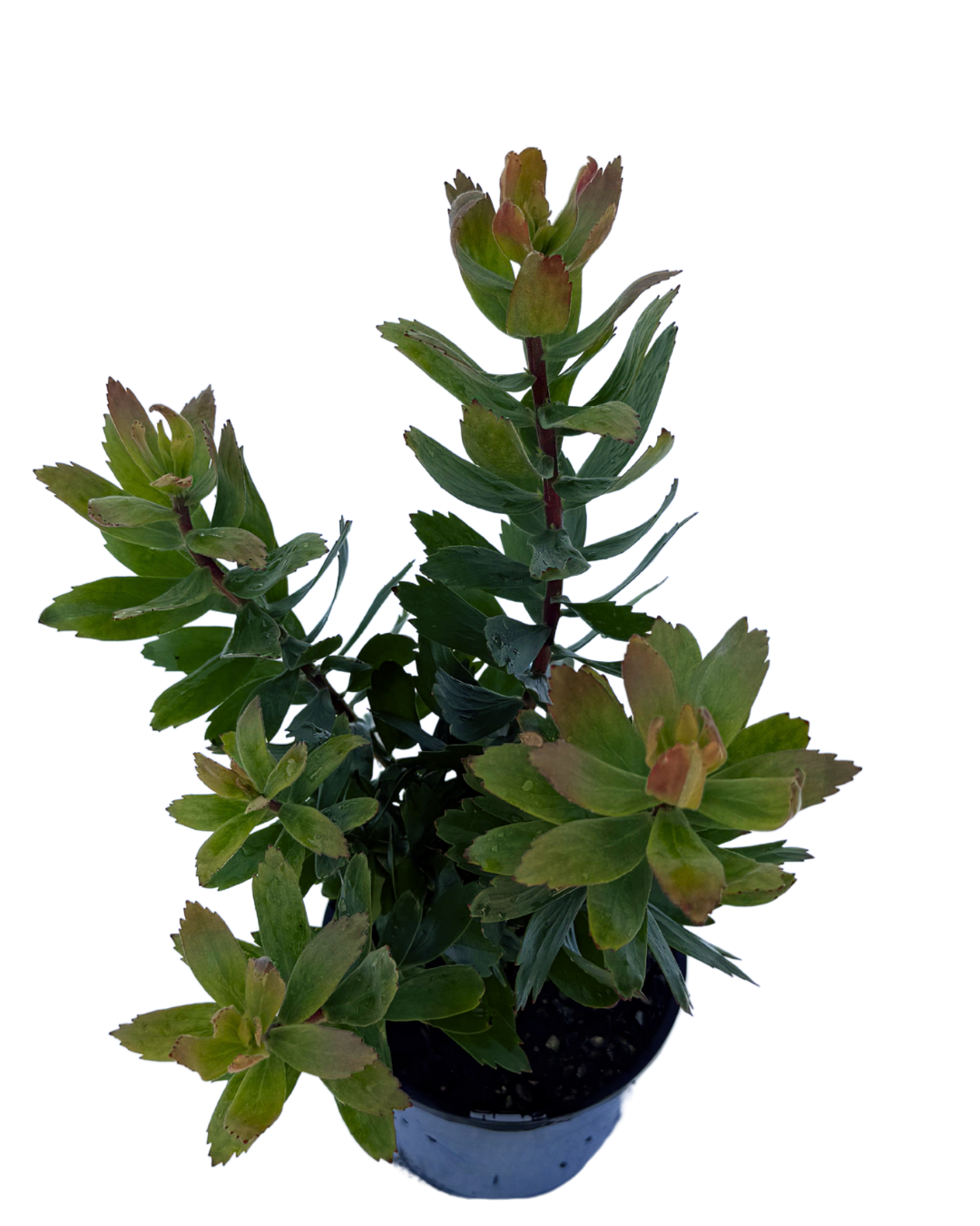 Leucospermum Carnival Red
