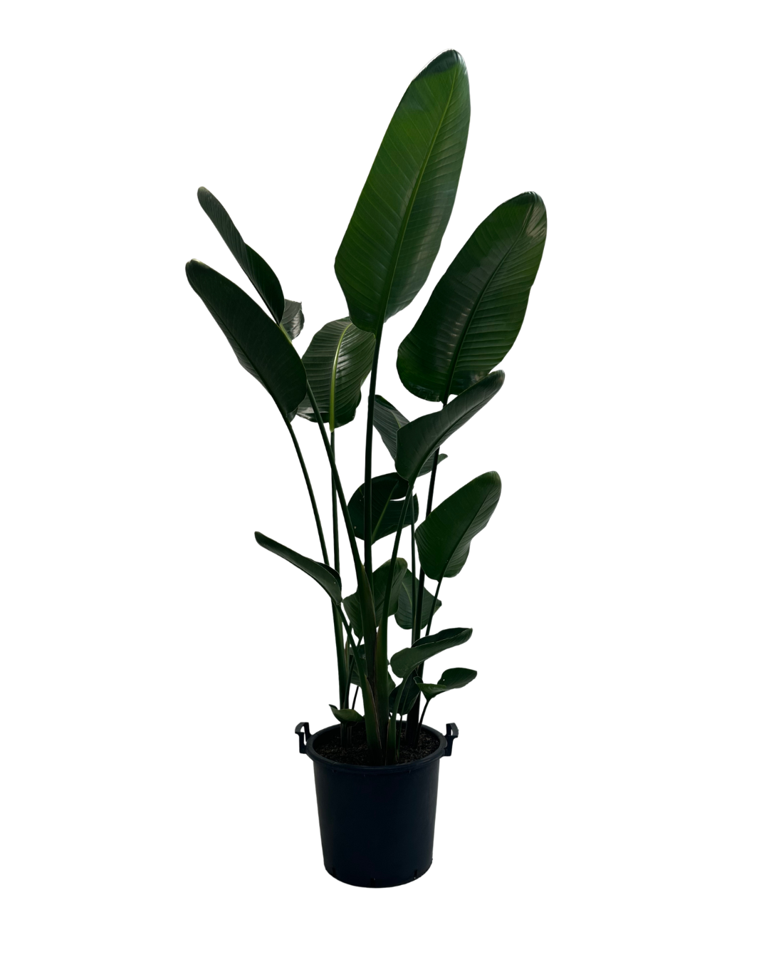 Strelitzia Nicolai - Multiplanted