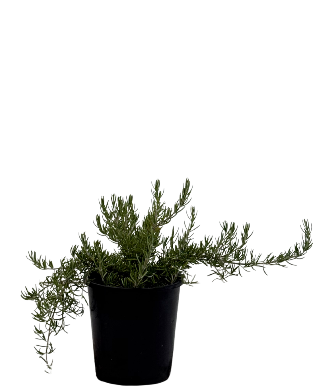 Rosmarinus Chefs Choice