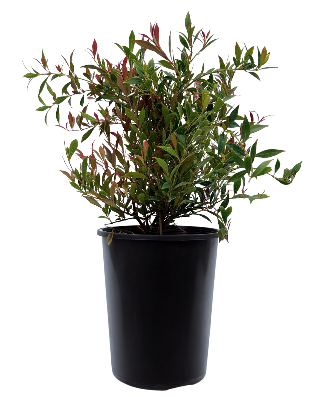 Acmena Cherry Surprise