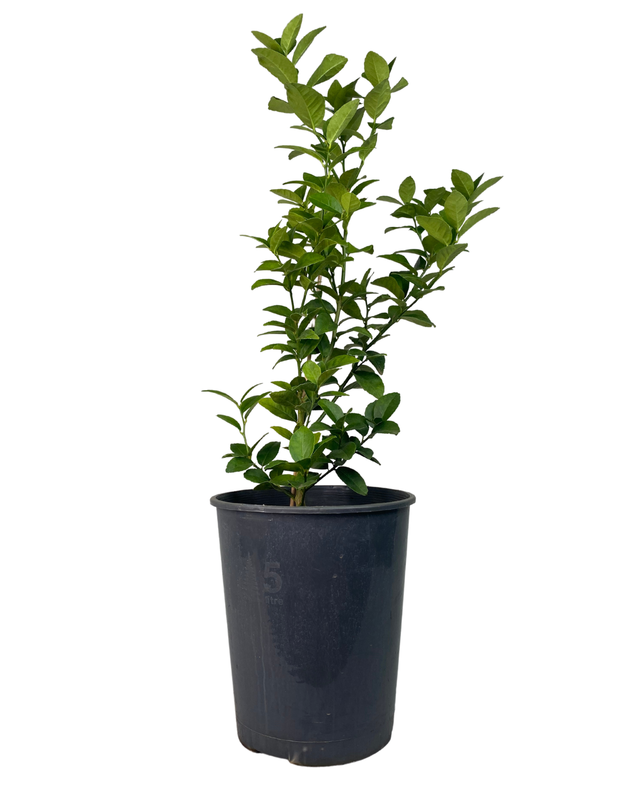 Sublime Lime - Citrus Aurantifolia Sublime