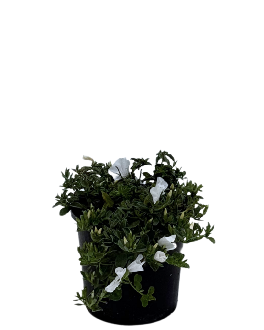 Convolvulus Prime White