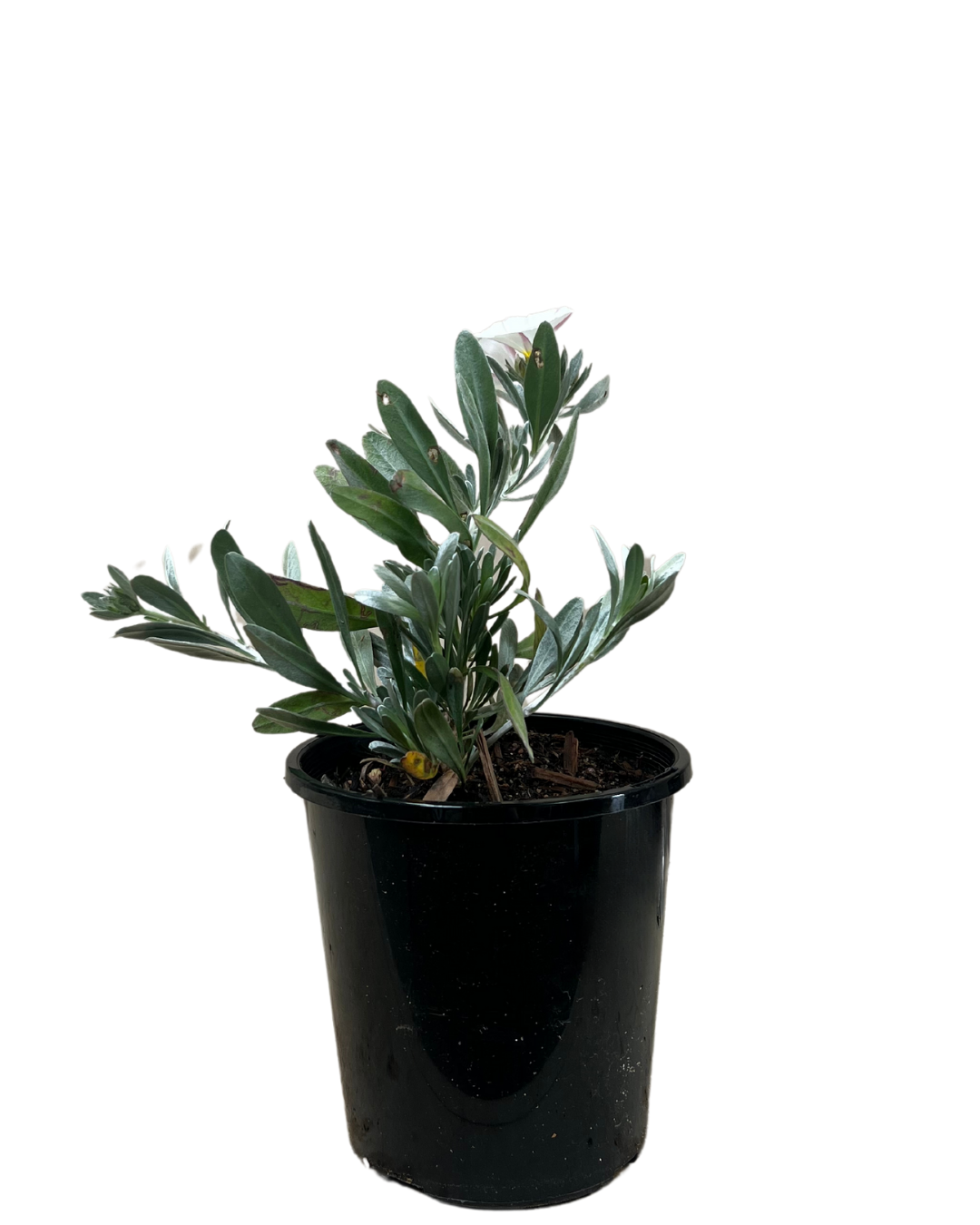 Convolvulus Cneorum