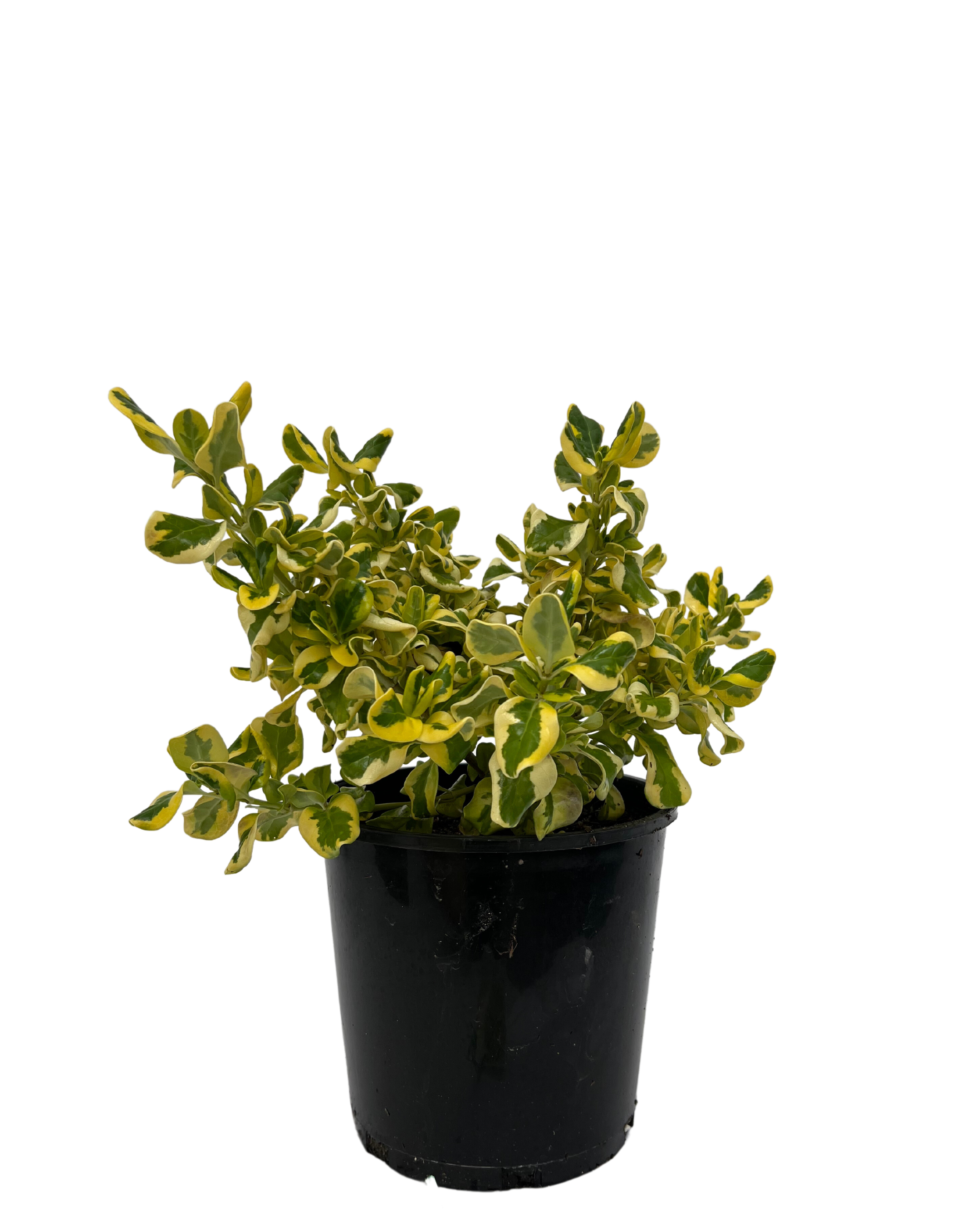 Coprosma Green and Gold