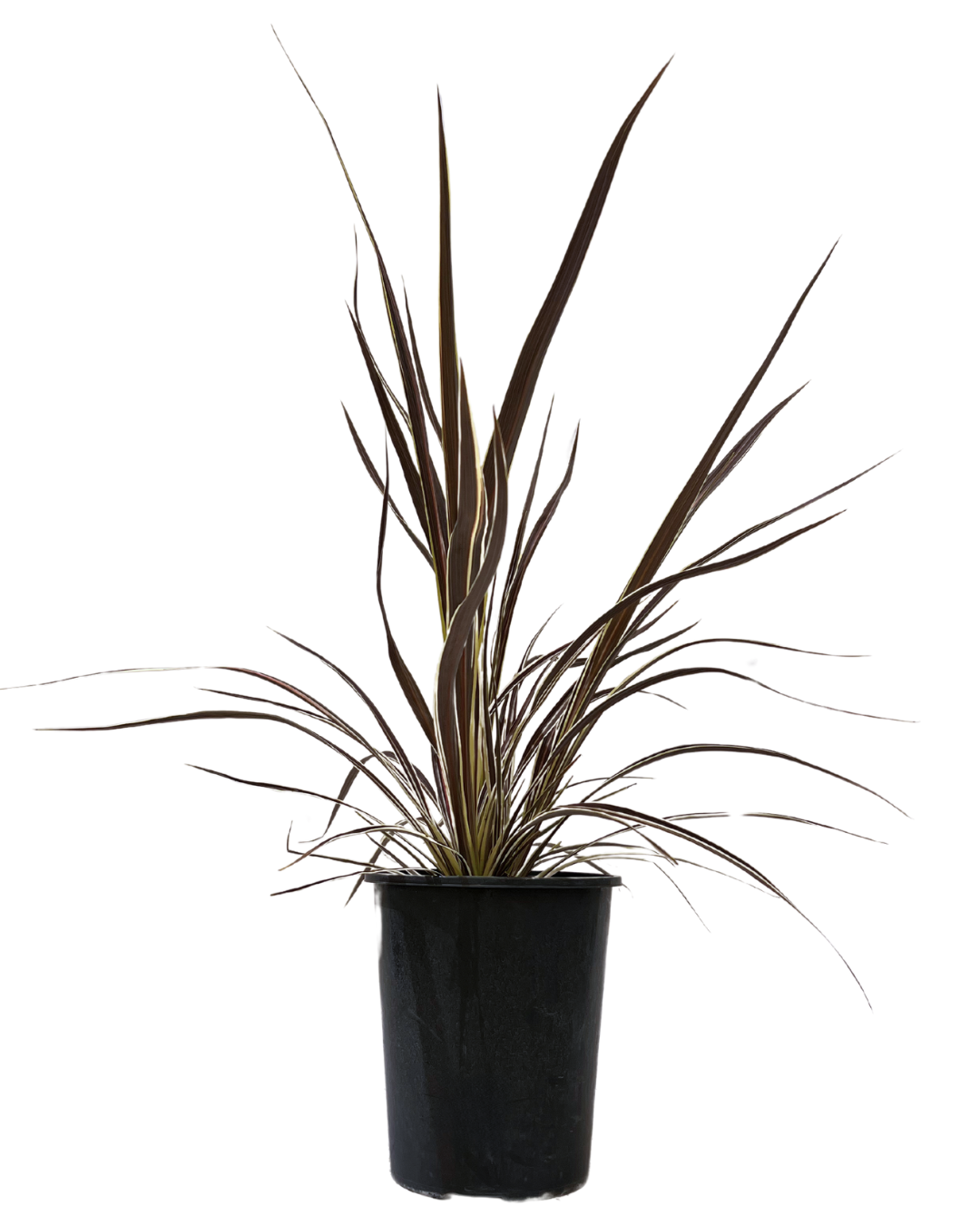 Cordyline Electric Flash