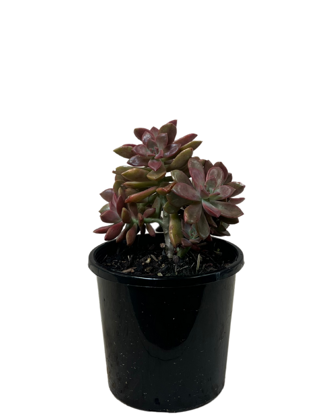 Graptoveria Rubra