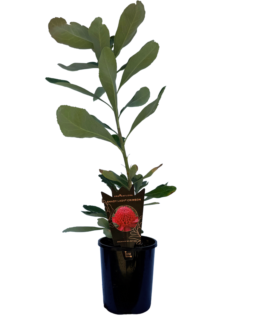 Telopea Shady Lady Crimson