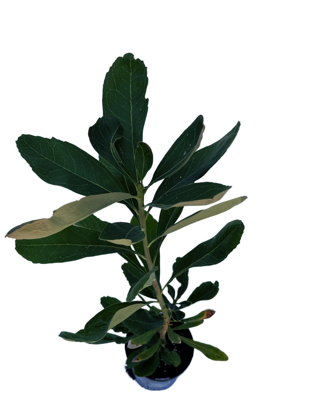 Telopea Shady Lady Crimson