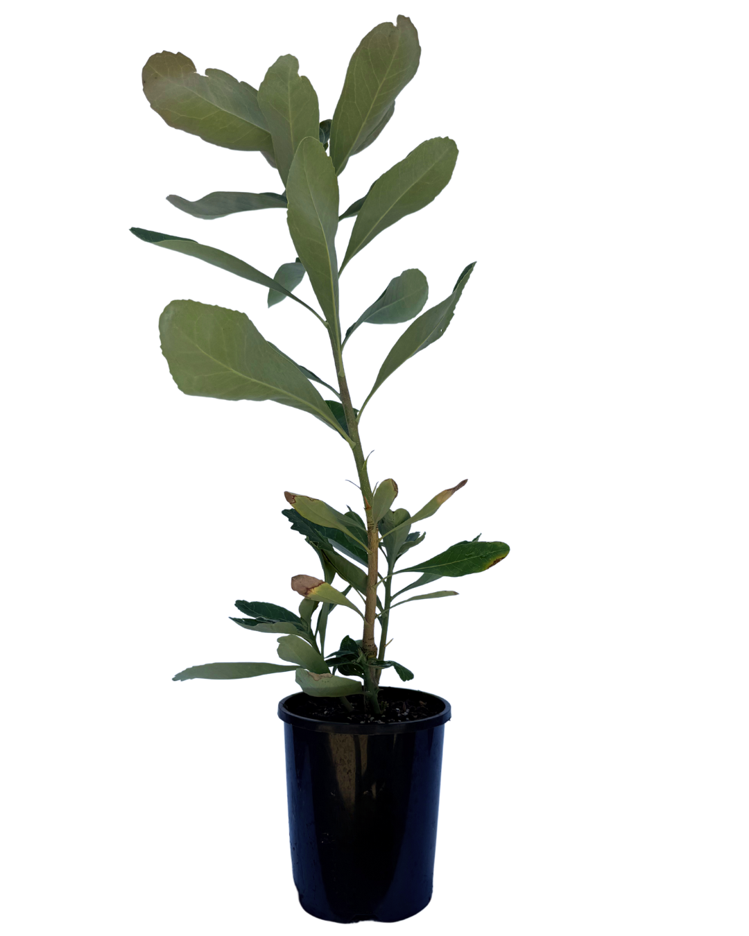 Telopea Shady Lady Crimson