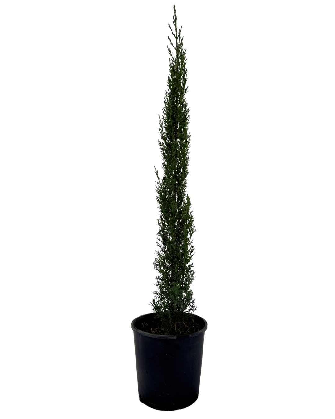 Cupressus Sempervirens Glauca