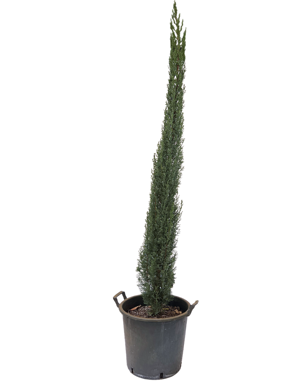 Pencil Pine - Cupressus Sempervirens Glauca