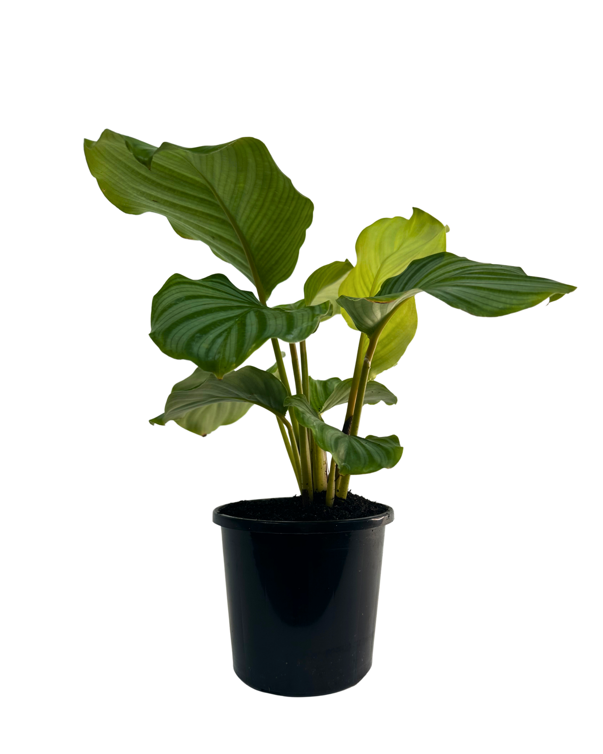 Calathea Orbifolia