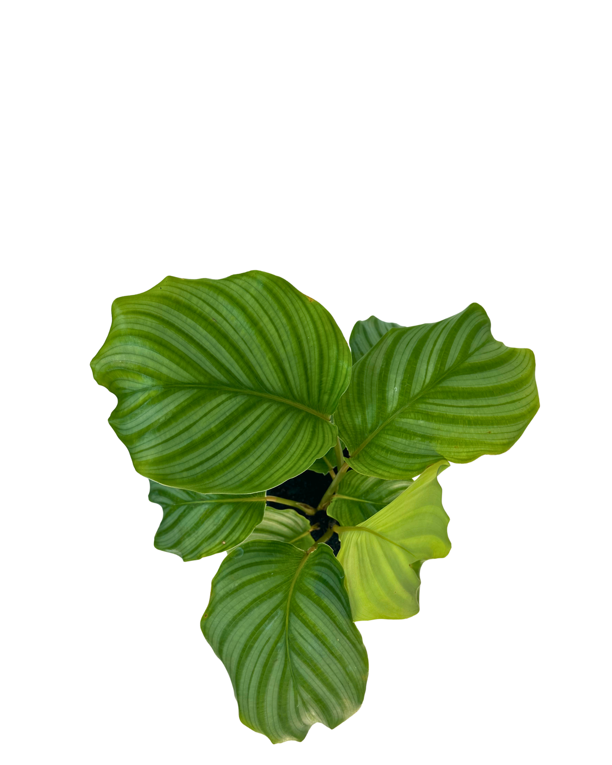 Calathea Orbifolia