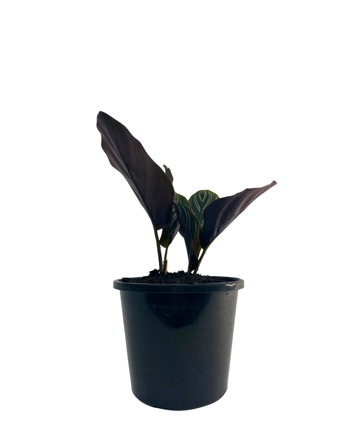 Calathea Sanderiana