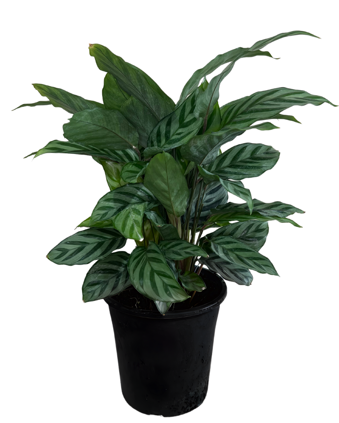 Calathea Freddy