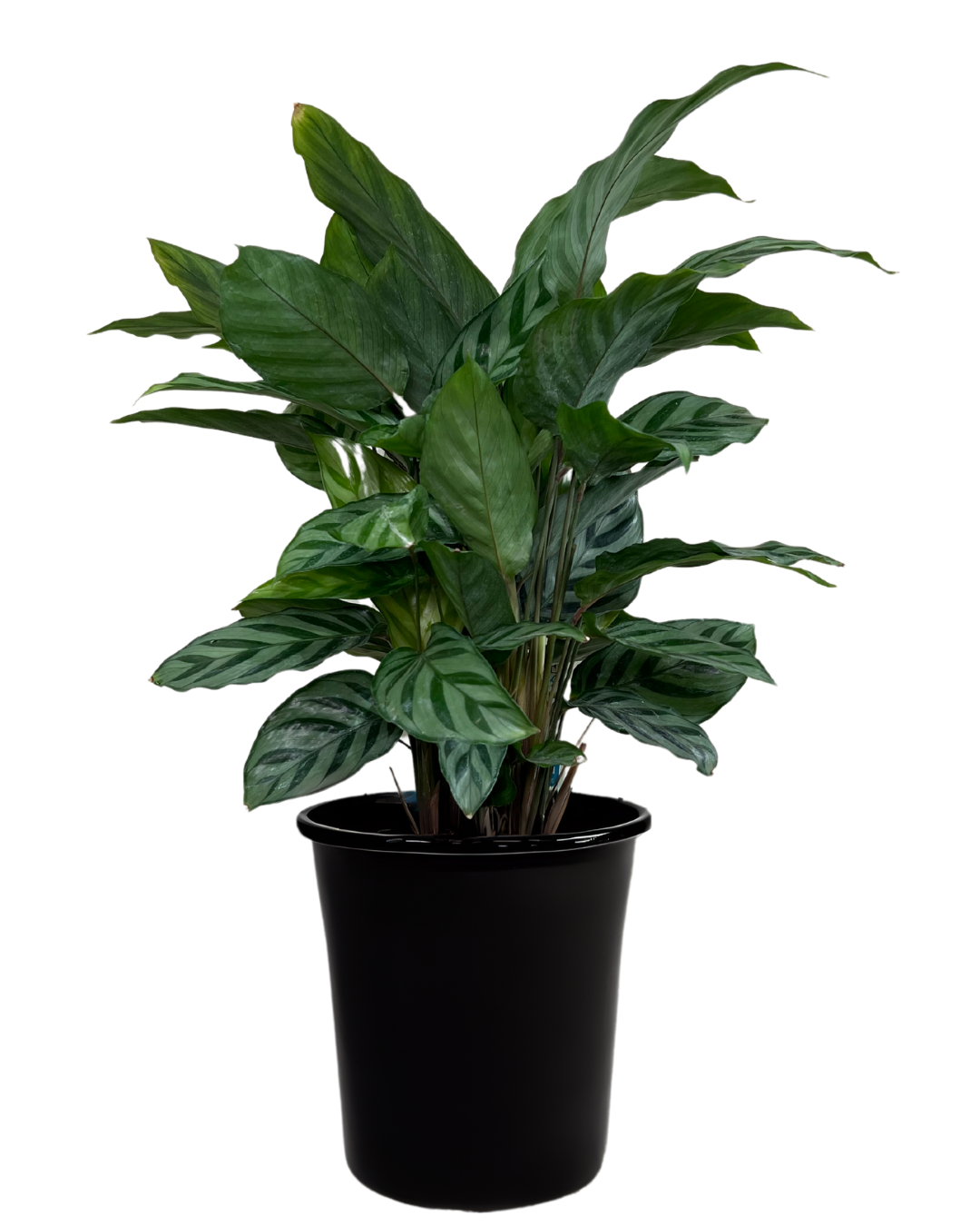 Calathea Freddy