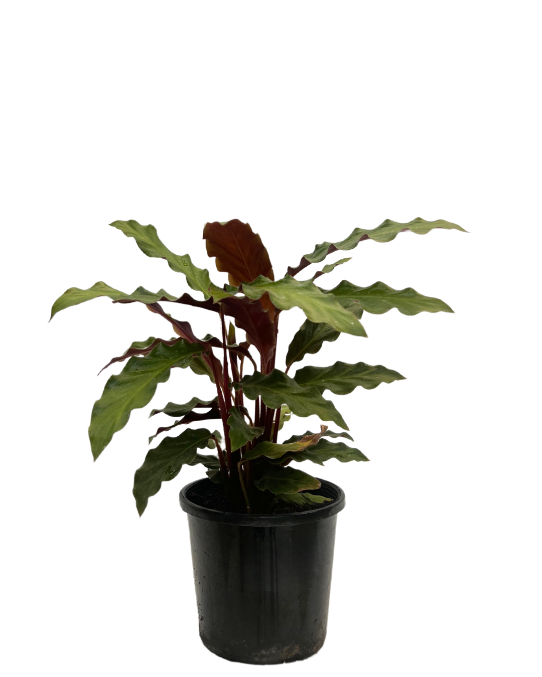 Calathea Rufibarba