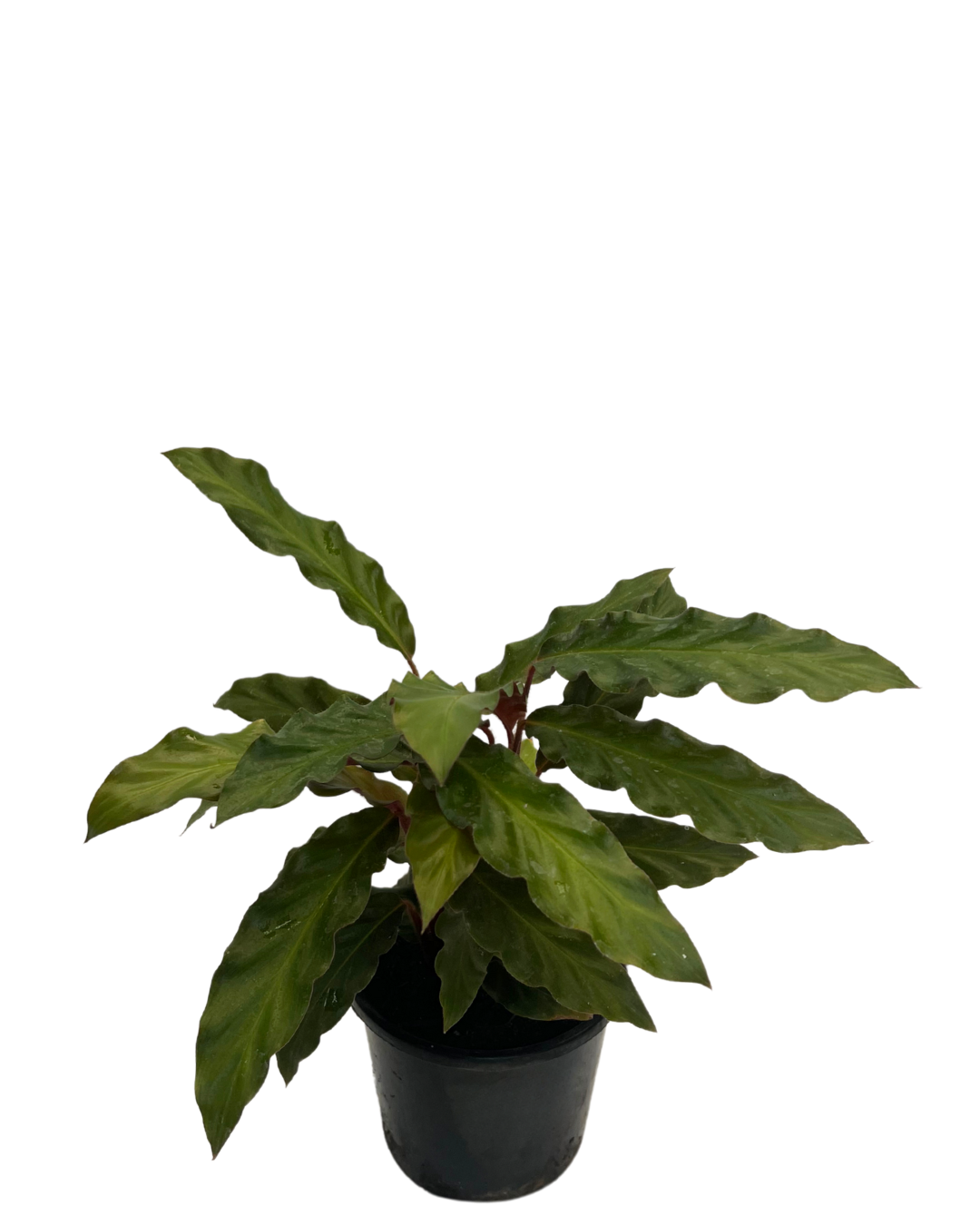 Calathea Rufibarba