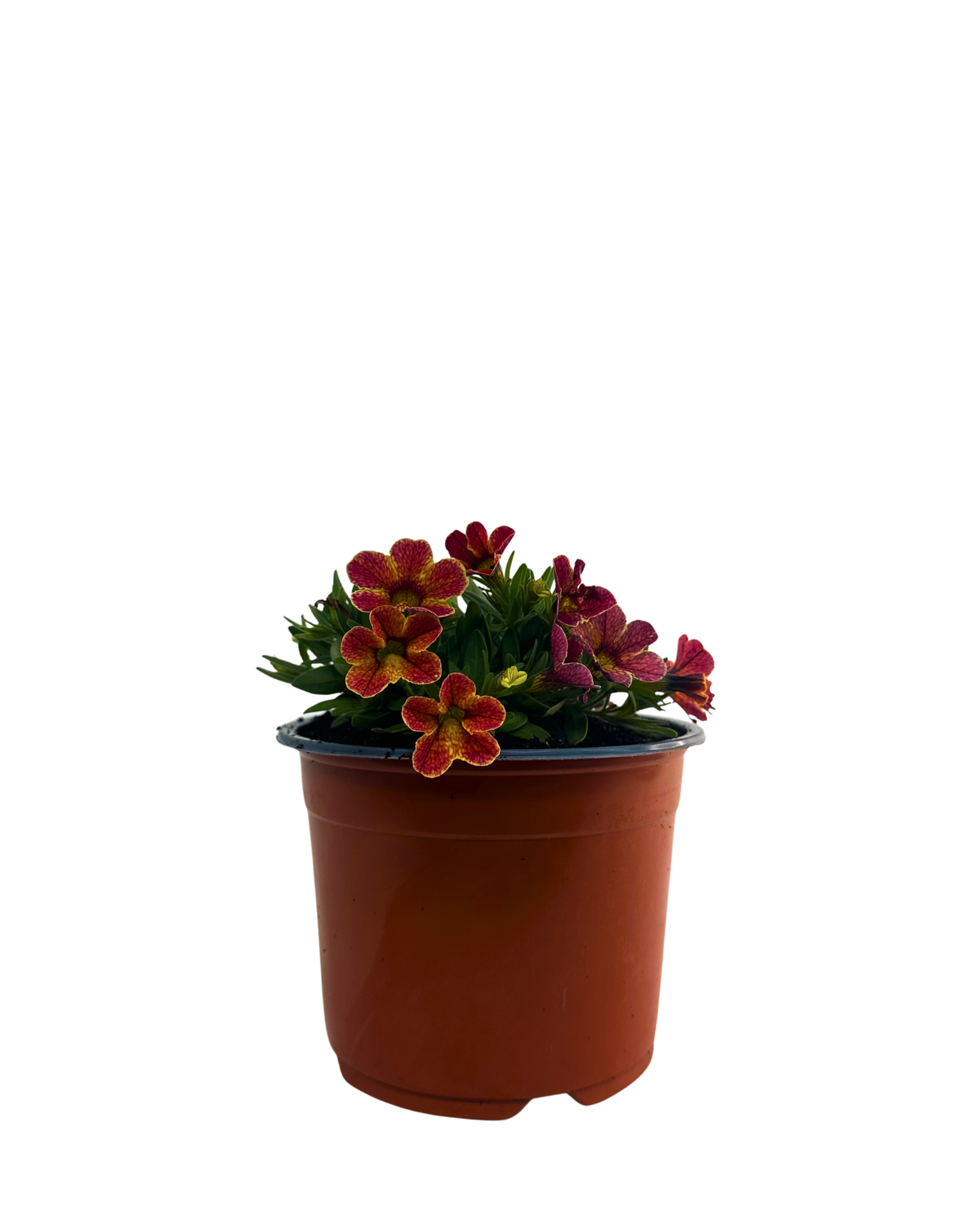 Calibrachoa Apricot