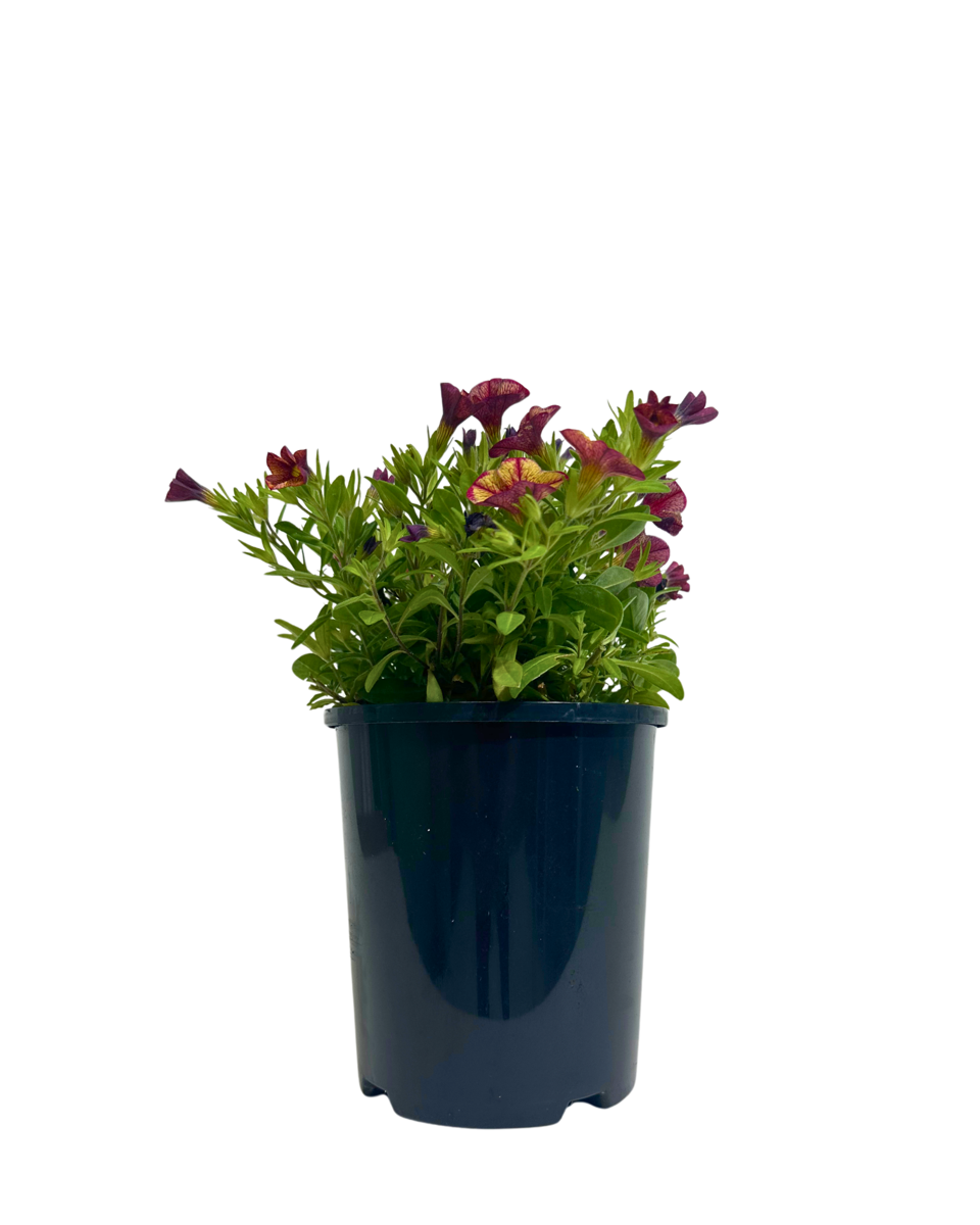 Calibrachoa Bakari