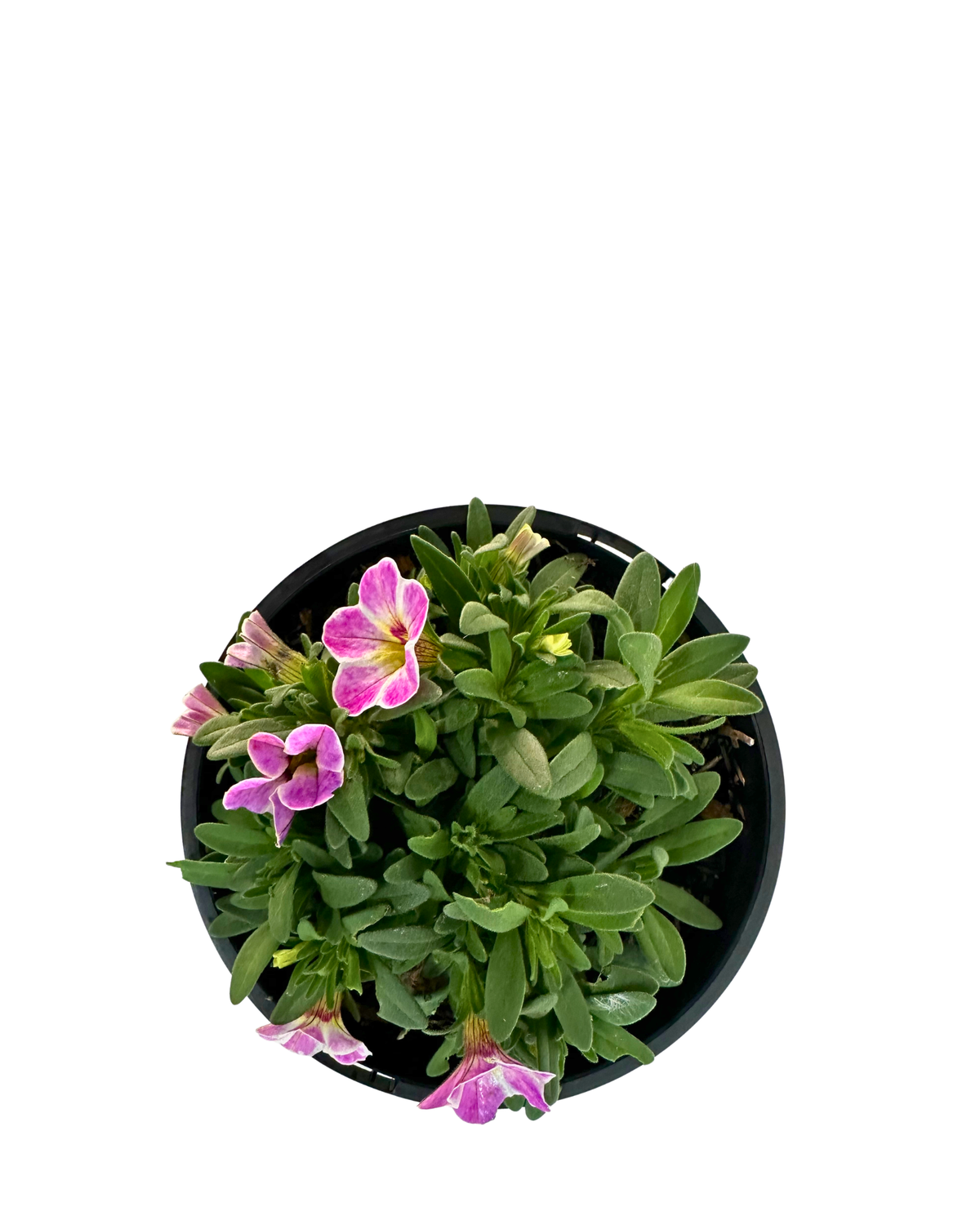 Calibrachoa Calipetite Pink Splash