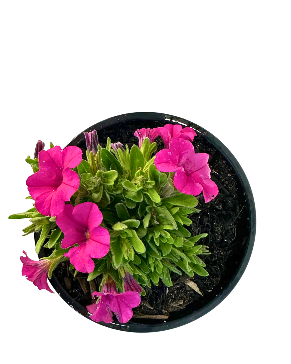Calibrachoa Calipetite Rose