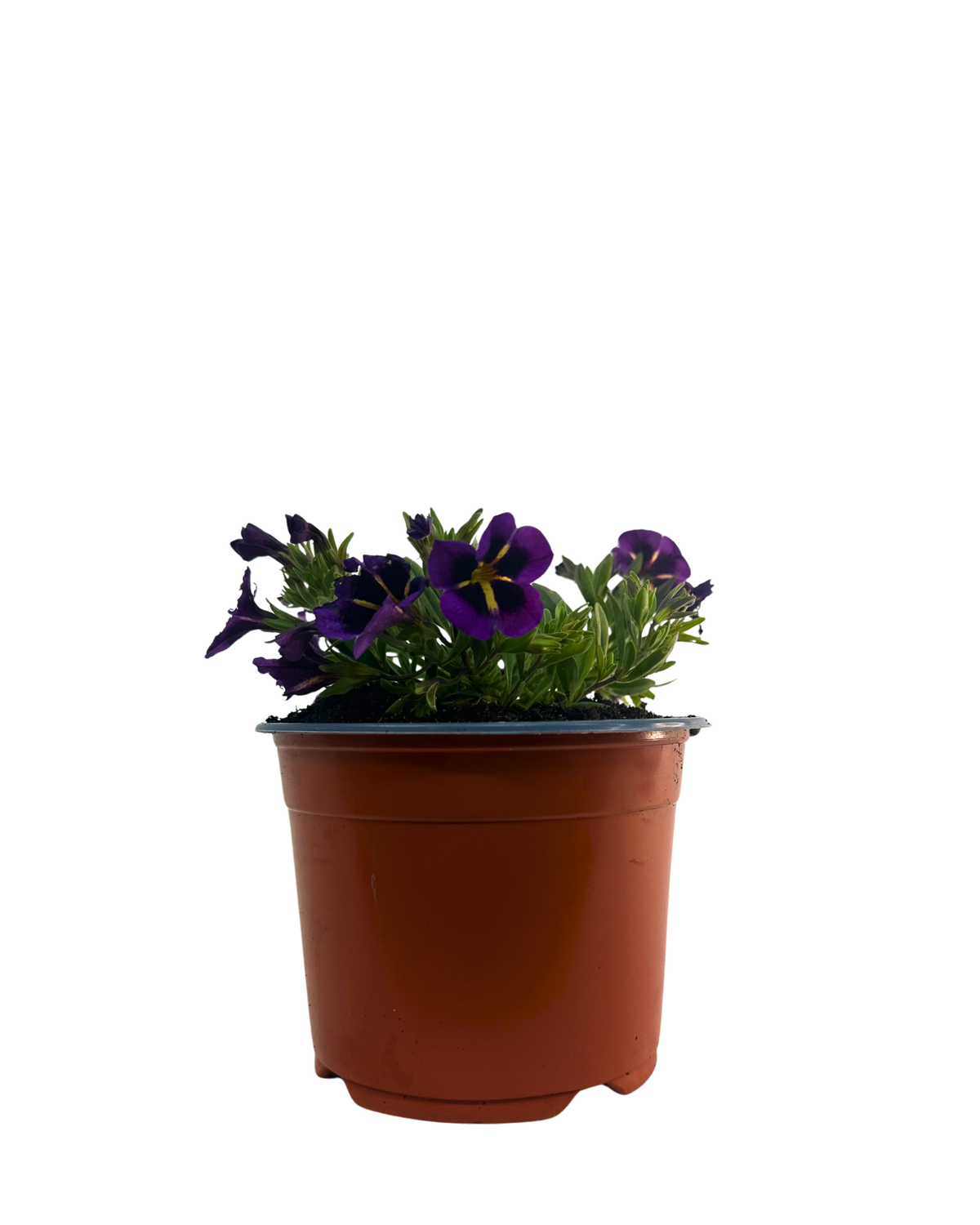 Calibrachoa Midnight Kiss