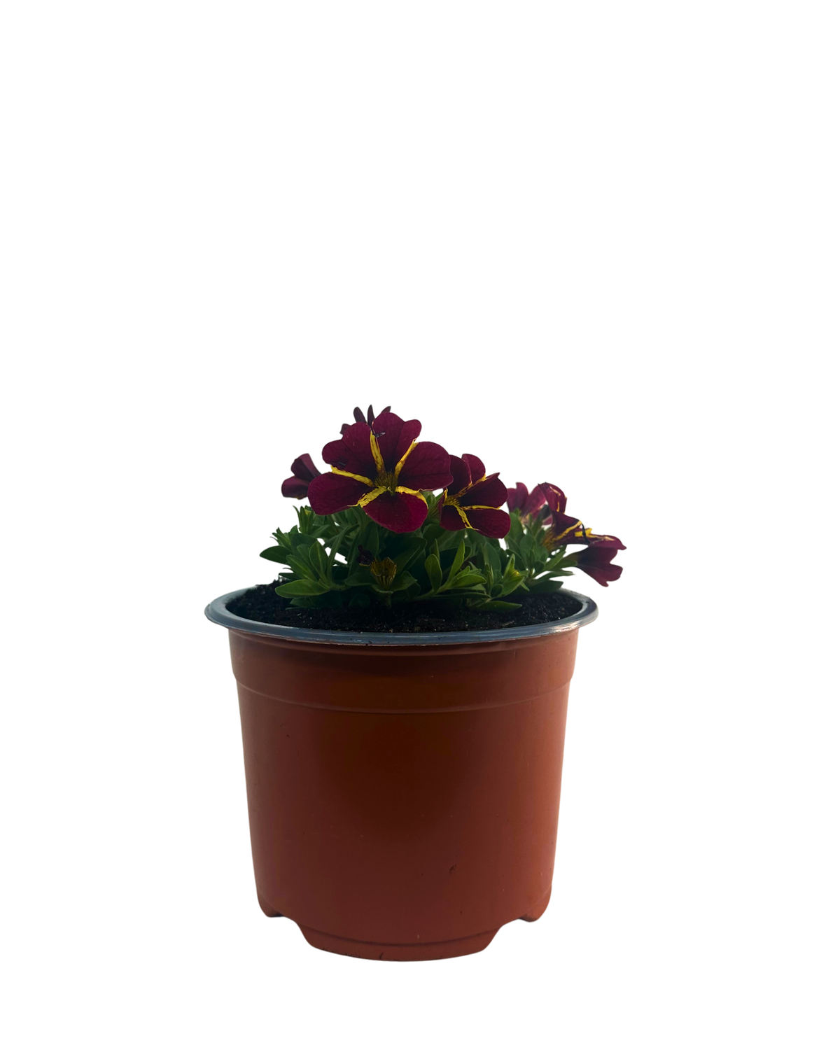 Calibrachoa Red Bling