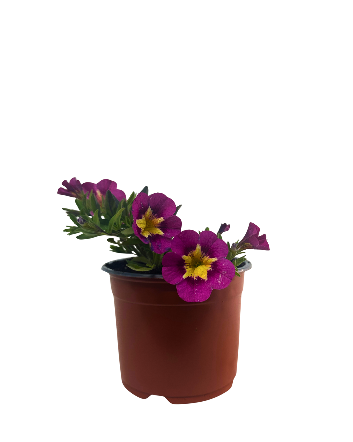Calibrachoa Starjump Hot Pink