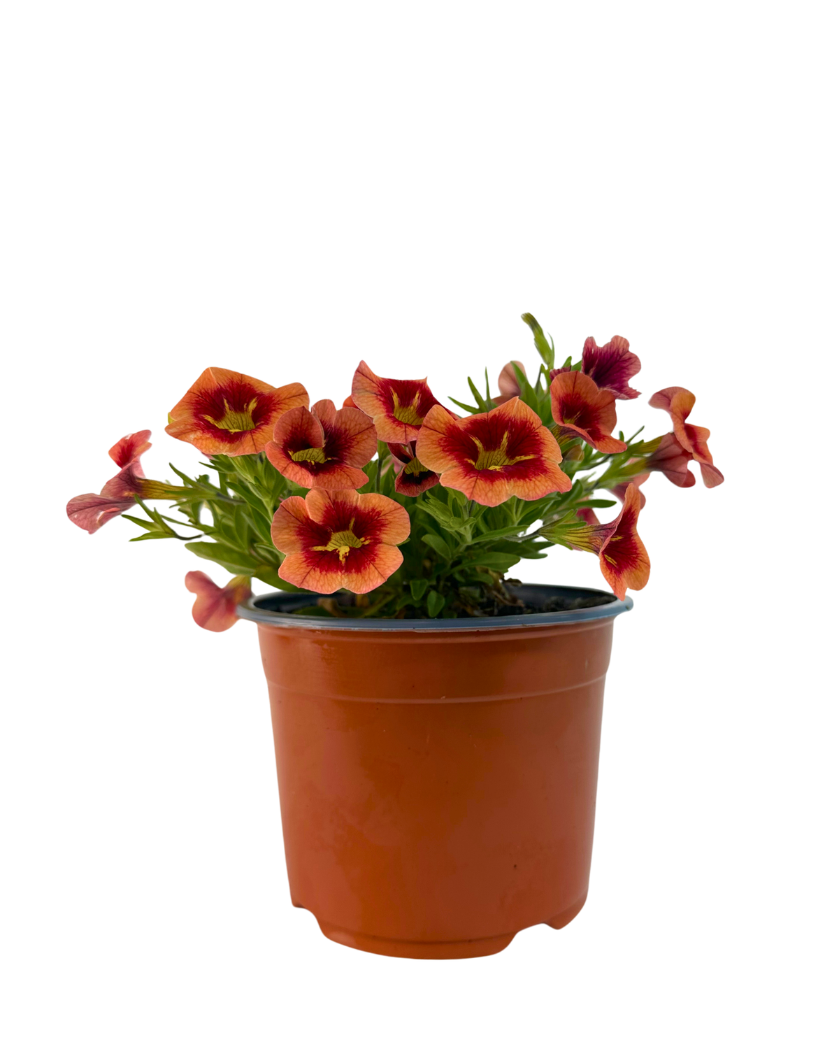 Calibrachoa Starjump Orange