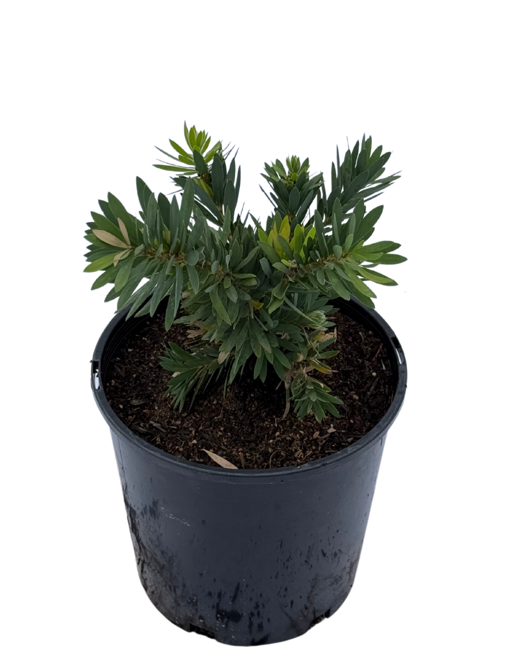 Callistemon Little John