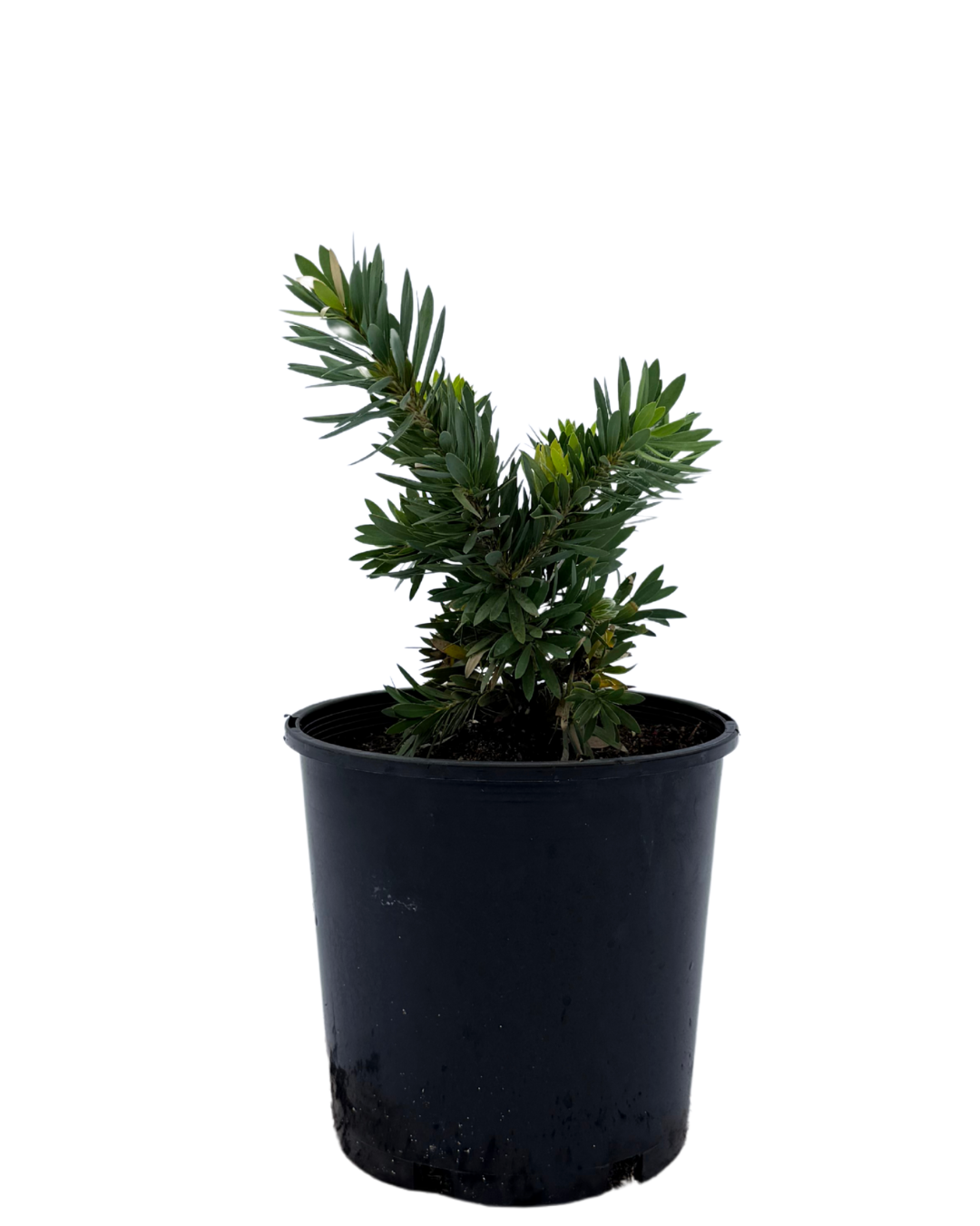 Callistemon Little John