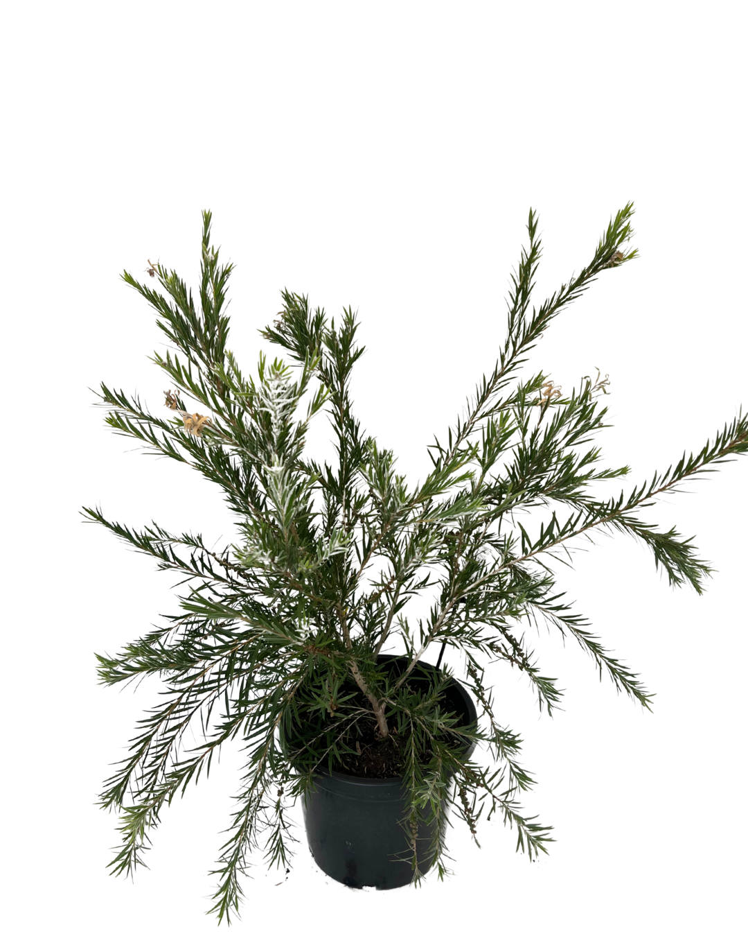 Callistemon Dawson River Weeper