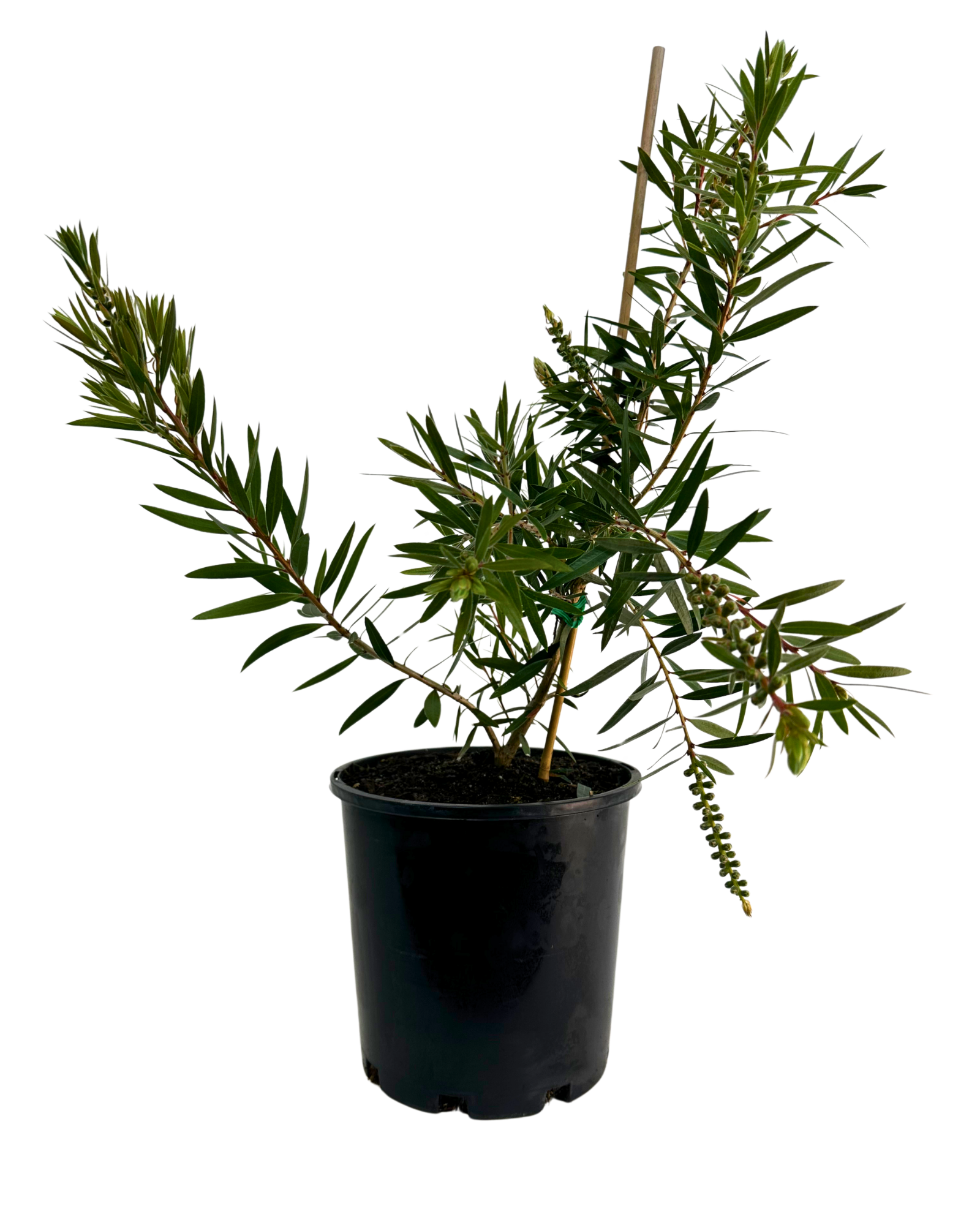 Callistemon Four Seasons