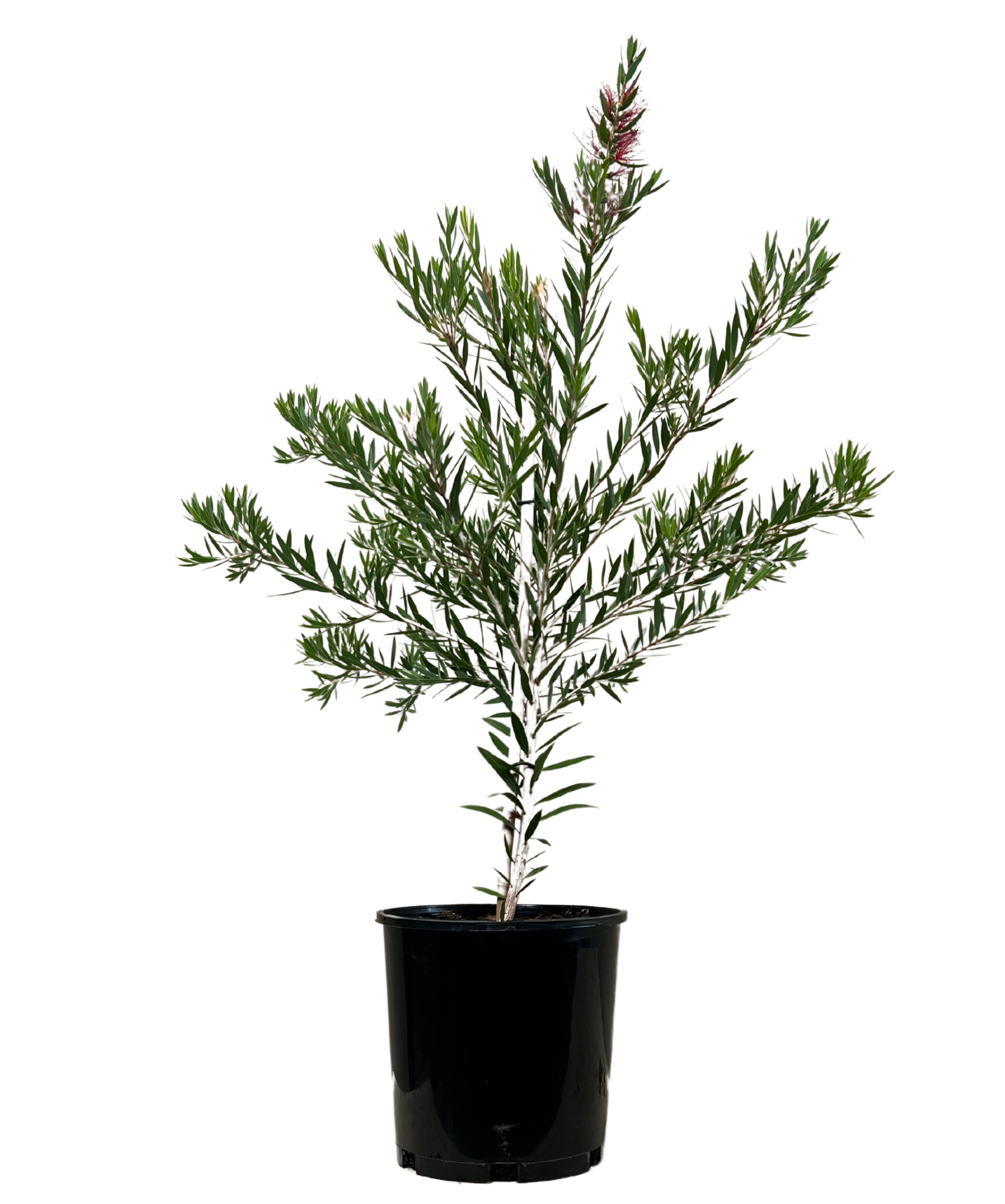 Bottlebrush - Callistemon Viminalis Slim