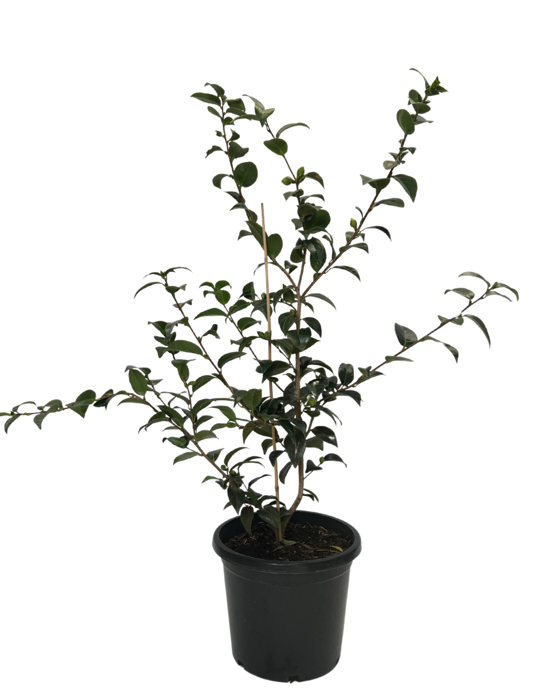 Camellia Hybrid Volunteer