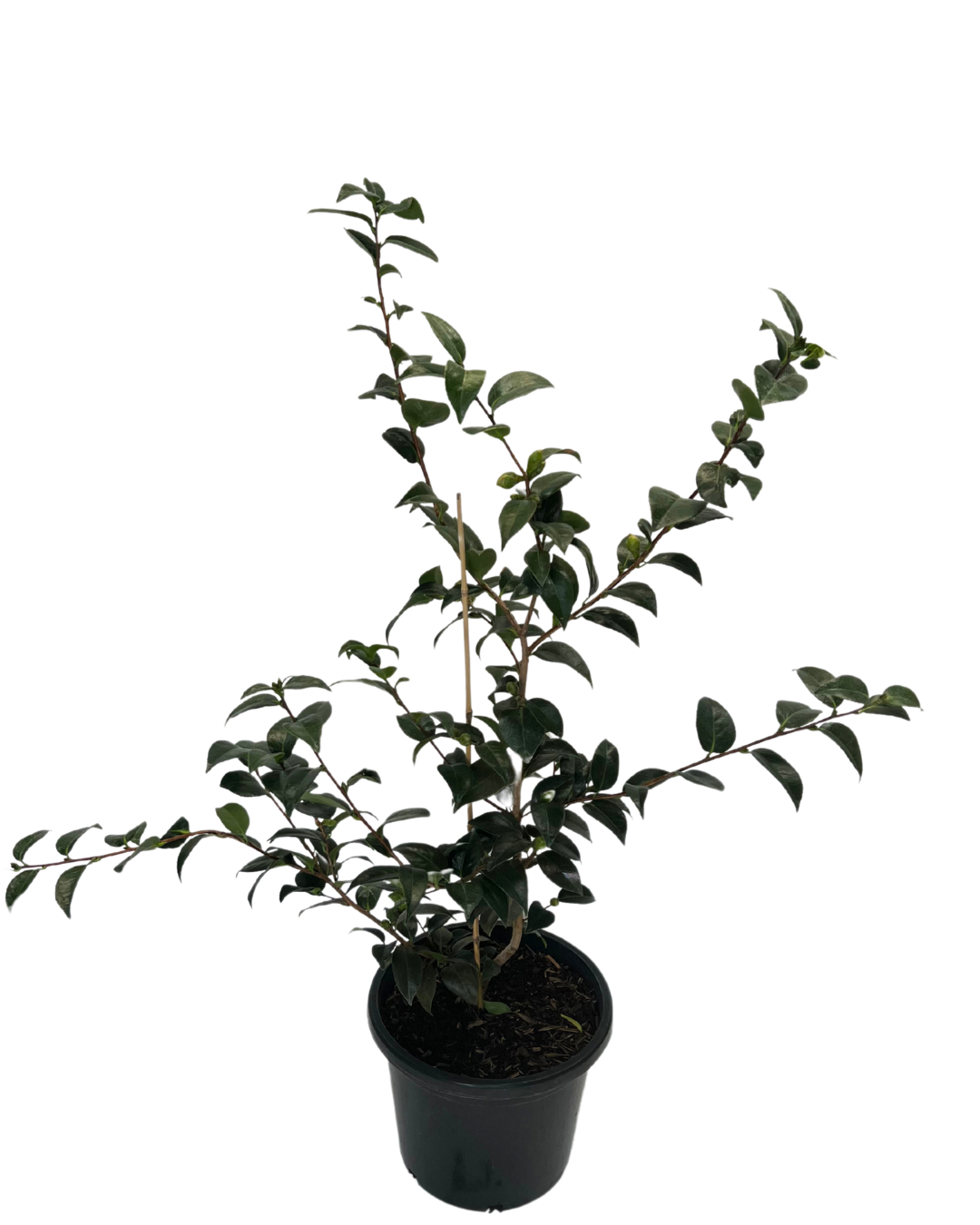 Camellia Hybrid Volunteer