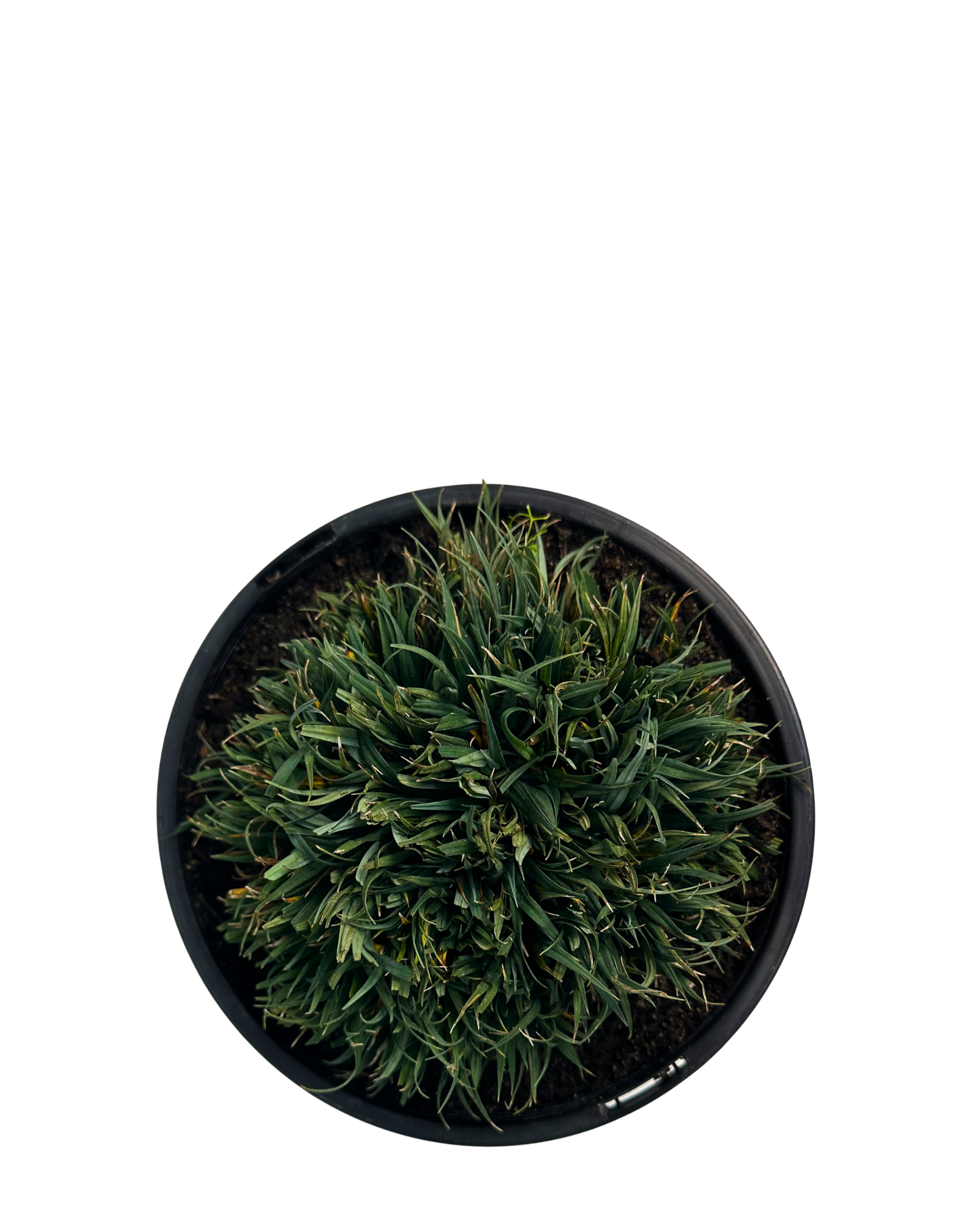 Carex Blue Waves